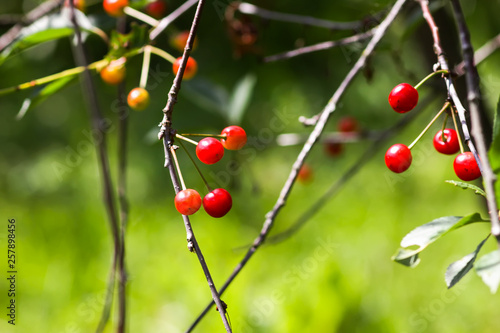 Ripe cherries on a tree. Fresh red cherry fruits in summer garden in the countryside. © pictures_for_you