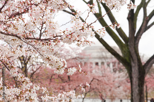 Cherry Blossom Festival Washington DC