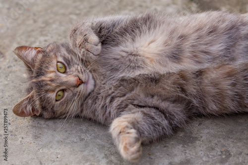The young gray cat lies on her back on the concrete
