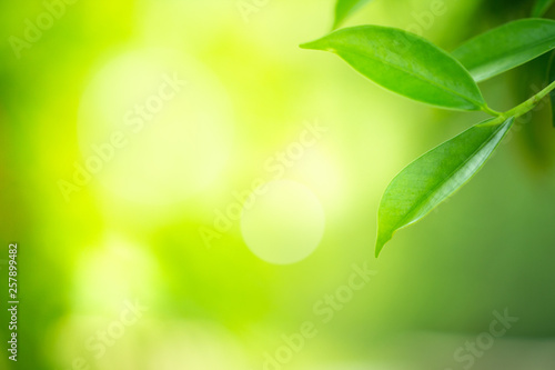 Green nature background. Closeup natural view of green leaf on beauty bokeh background for freshness