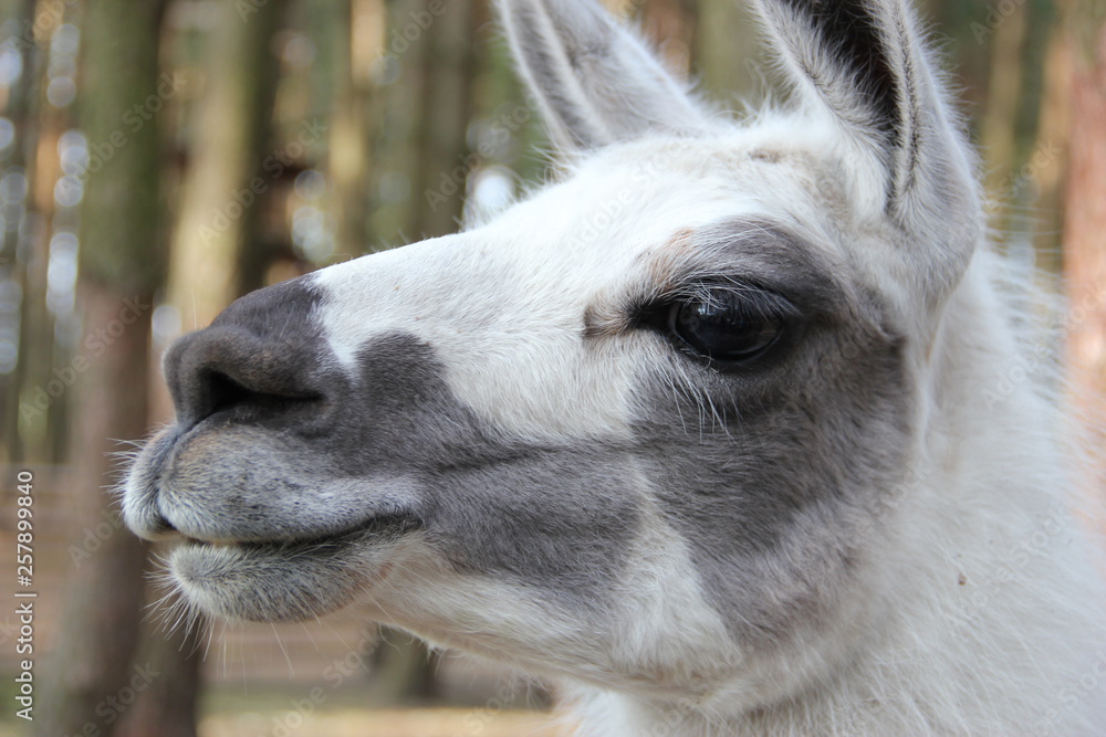 Fototapeta premium portrait of lama