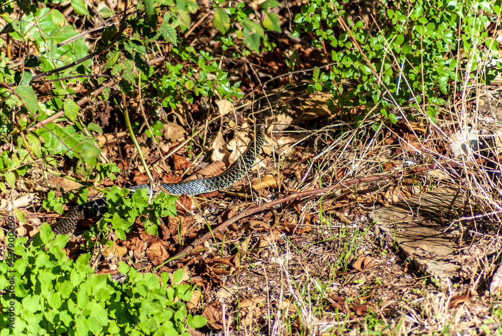 Serpente Serpente