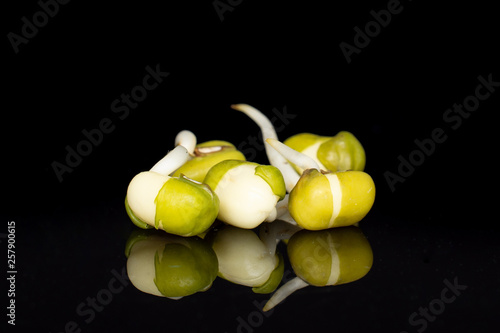 Принти на полотні Group of five whole fresh green bean sprouts mungo isolated on black glass