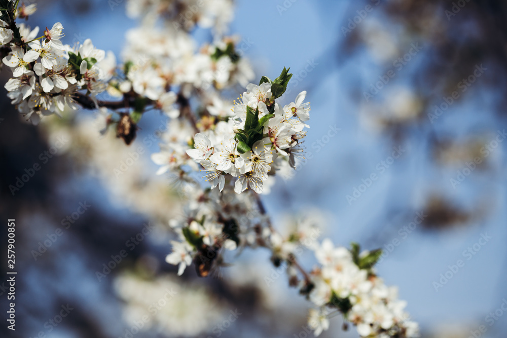 Close up of plum blossom. White spring flowers on blue sky.