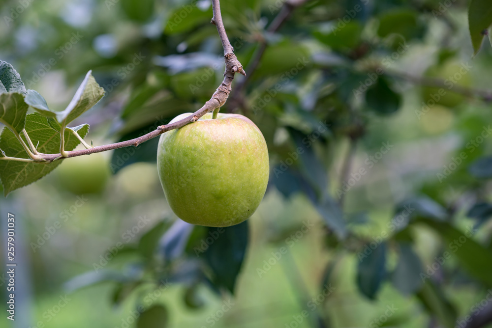 Apple tree and green apple, Young fruits of apple, on the branch