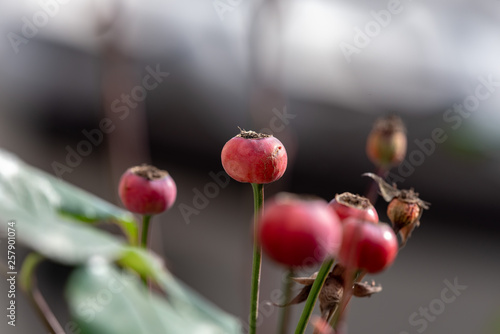 rose hips on a branch