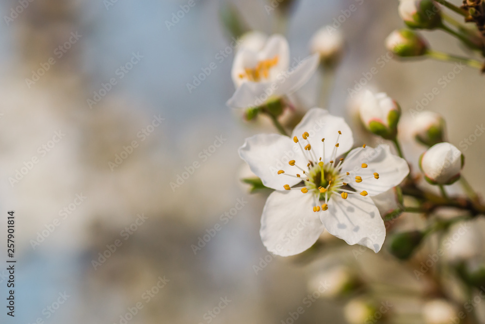 The first young flowers of yellow plums The first young flowers of yellow plums