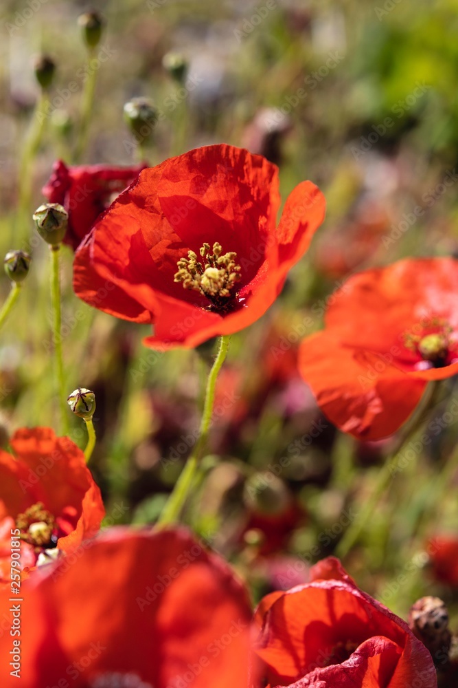 Poppies flower field spring time Poppies flower field spring time