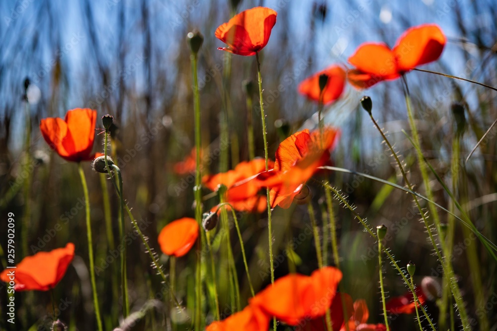 Obraz premium Poppies flower field spring time 