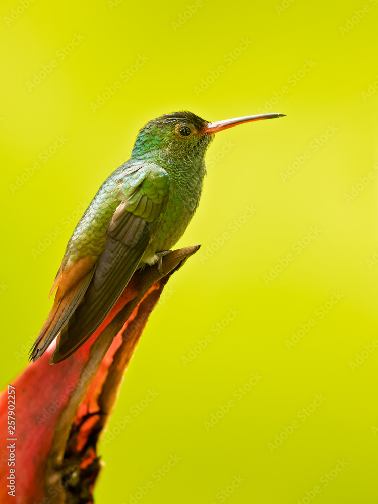 Fototapeta premium Rufous-tailed hummingbird (Amazilia tzacatl) is a medium-sized hummingbird that breeds from east-central Mexico, through Central America and Colombia, east to western Venezuela
