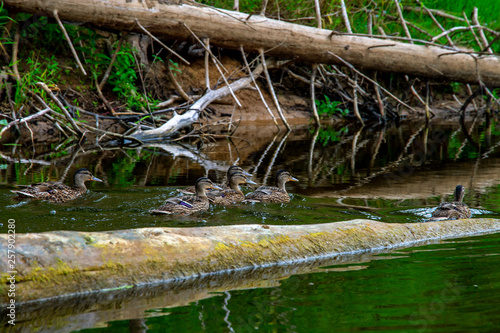 Ducks swimming in the river in Latvia © Roberts Ratuts