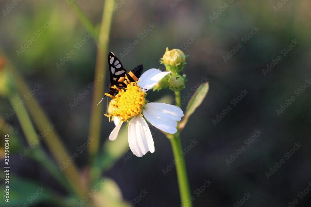 bee on flower bee on flower