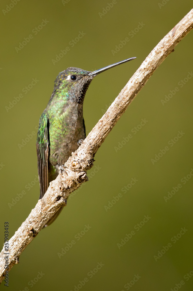 Fototapeta premium Volcano hummingbird (Selasphorus flammula) is a very small hummingbird, native to the Talamancan montane forests of Costa Rica and western Panama.