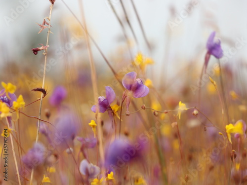 yellow purple flowers © Monasa Kiat