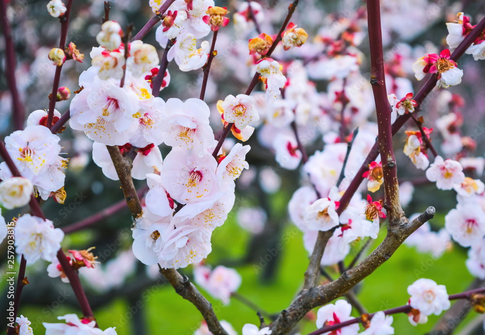 Ume flower blossoms in Spring season, Osaka Japan.