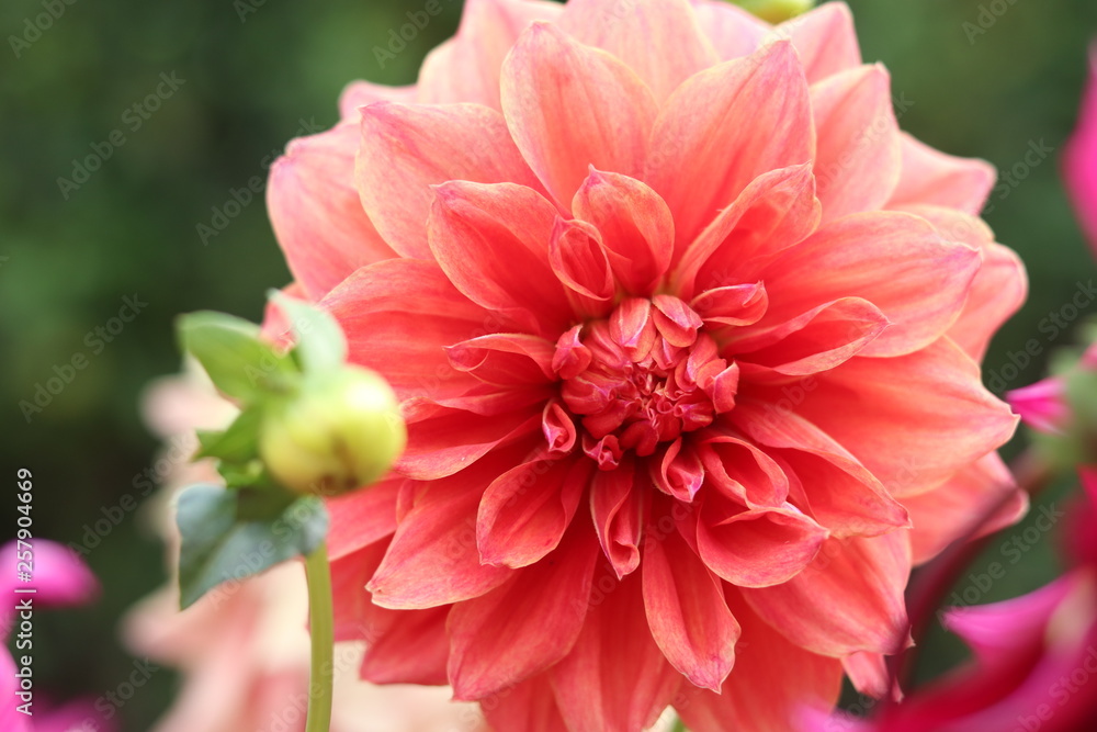 red flower in garden red flower in garden