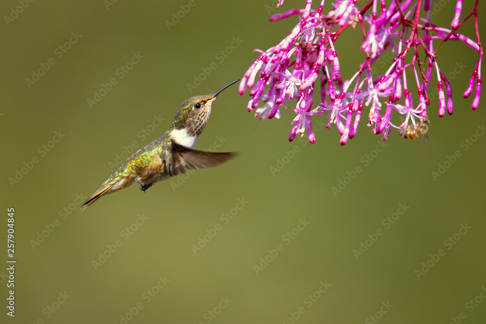 Obraz premium Scintillant hummingbird (Selasphorus scintilla) is the smallest hummingbird within its range