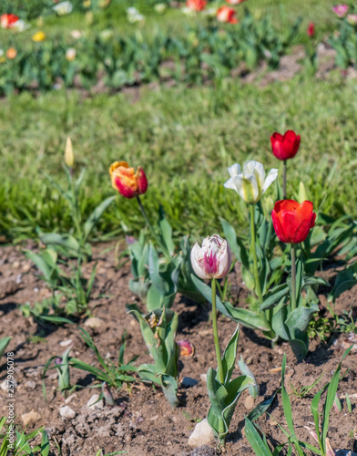 Several colorful and fragrant tulips seen from above and with many insects that go around in the biological field of Turri in the center of Sardinia.