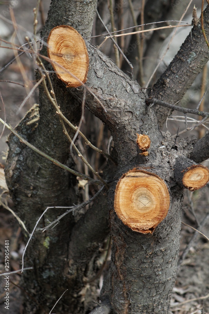 Fototapeta premium deforestation, log deck, pile of wood