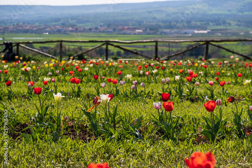 Several colorful and fragrant tulips seen from above and with many insects that go around in the biological field of Turri in the center of Sardinia. photo