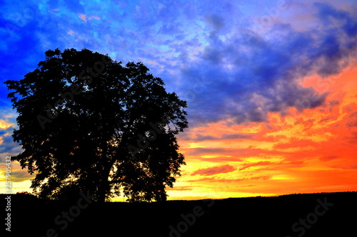 Baum im Abendrot