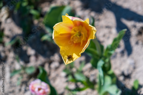 Several colorful and fragrant tulips seen from above and with many insects that go around in the biological field of Turri in the center of Sardinia.