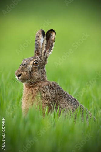Portrait of brown hare with clear blurred green background. Wild rabbit in grass.