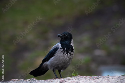 Grey crow bird close up spring time