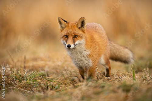 Adult fox with clear blurred background at sunset. Predator looking for a prey. Vulpes vulpes in natural environmet.