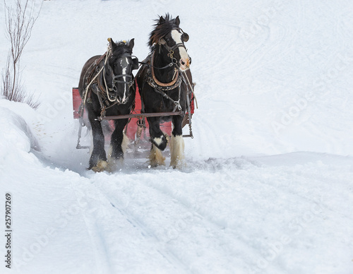 Winthrop, Washington state, USA - March 1, 2019: Winter fan sleigh ride with beautiful Percheron horses © Oksana Perkins