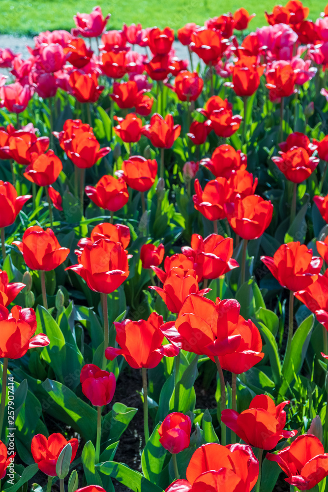 Several colorful and fragrant tulips seen from above and with many insects that go around in the biological field of Turri in the center of Sardinia. Several colorful and fragrant tulips seen from above and with many insects that go around in the biological field of Turri in the center of Sardinia.