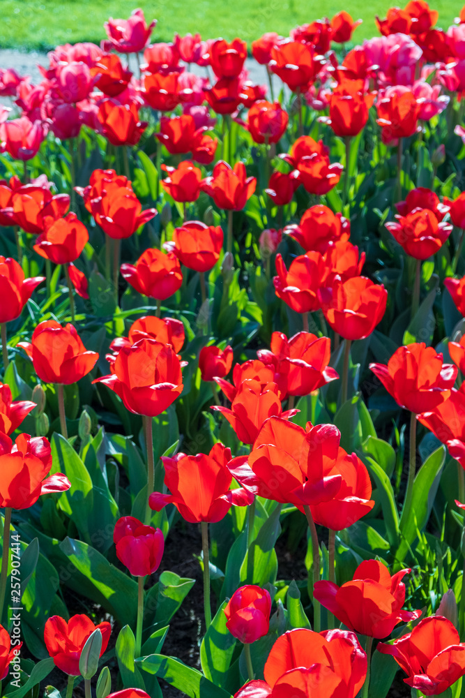 Several colorful and fragrant tulips seen from above and with many insects that go around in the biological field of Turri in the center of Sardinia.