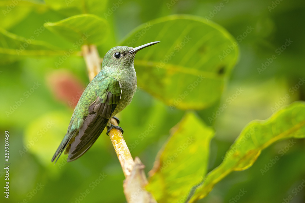 Obraz premium Scaly-breasted hummingbird (Phaeochroa cuvierii) is a species of hummingbird in the family Trochilidae. It is monotypic for its genus.