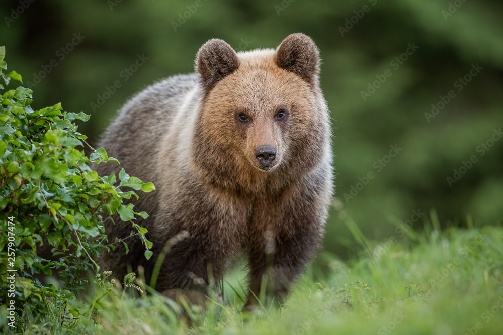 Fluffy young brown bear, ursus arctos in summer. Cute wild animal staring at the camera. Wildlife scenery from nature. Fluffy young brown bear, ursus arctos in summer. Cute wild animal staring at the camera. Wildlife scenery from nature.