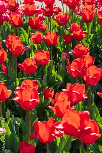 Several colorful and fragrant tulips seen from above and with many insects that go around in the biological field of Turri in the center of Sardinia.