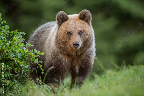 Fluffy young brown bear, ursus arctos in summer. Cute wild animal staring at the camera. Wildlife scenery from nature.