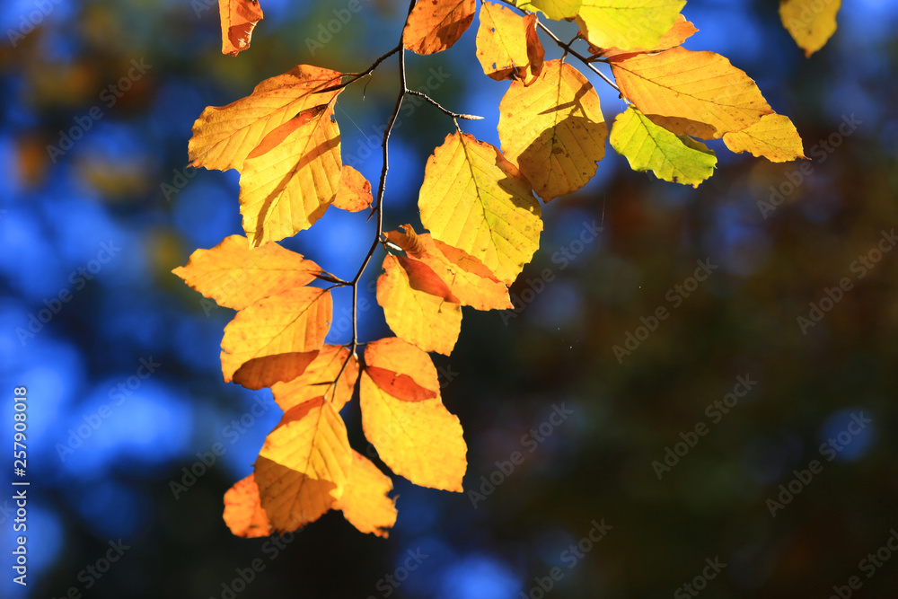 Obraz premium yellow leafage on autumn tree