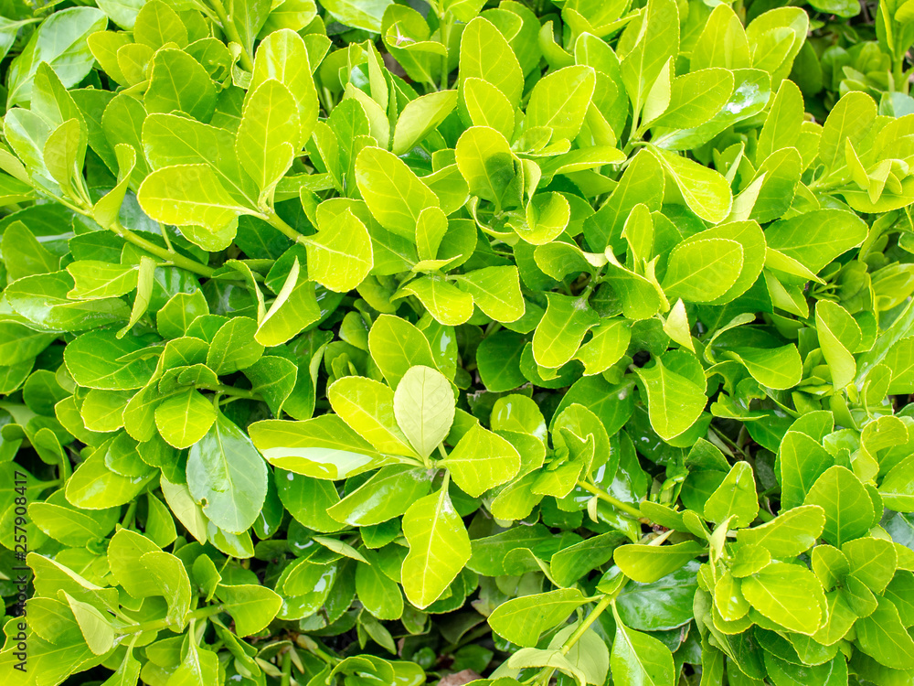 Foliage background Foliage background