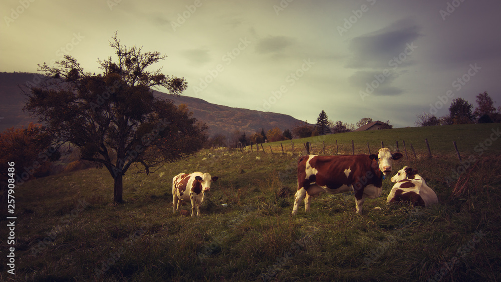 Cows in a field