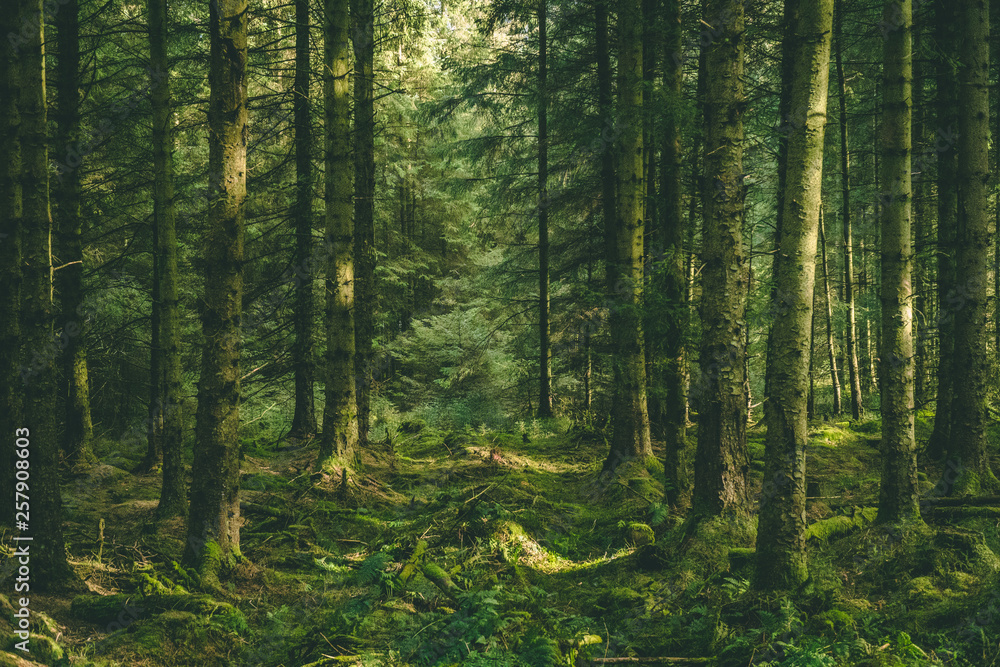 Obraz premium Welsh Forest