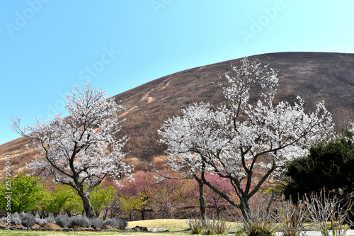 伊豆大室山と桜