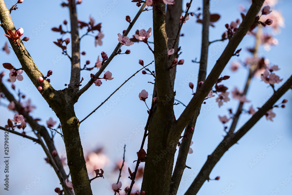 Close up of plum and cherry blossom. White spring flowers on blue sky. Close up of plum and cherry blossom. White spring flowers on blue sky.