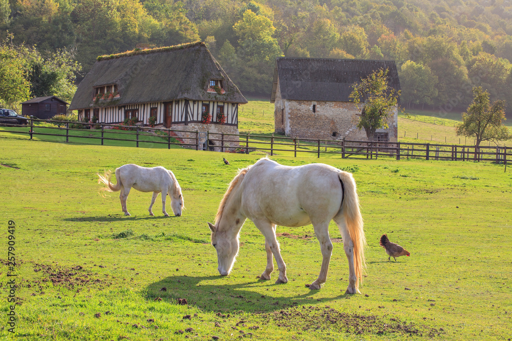 Horse on the