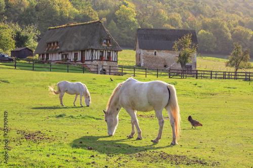 Obraz na płótnie Horse on the