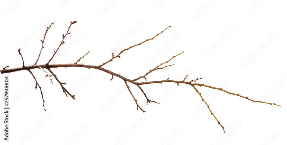 Branch of plum fruit tree with buds on an isolated white background. Branch of plum fruit tree with buds on an isolated white background.