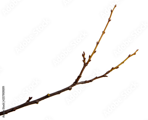 Branch of plum fruit tree with buds on an isolated white background.