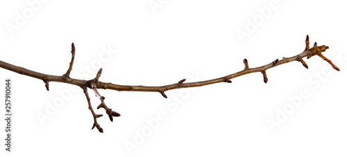 Dry pear tree branch with buds on an isolated white background. Snag