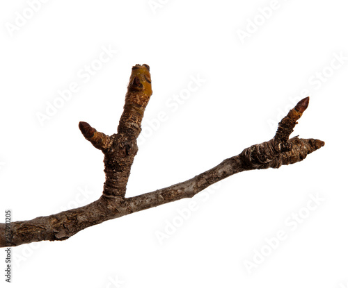 Dry pear tree branch with buds on an isolated white background. Snag