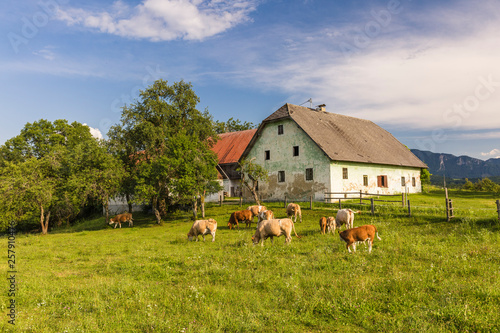 Austria, Carinthia, old farm house and cows on pasture