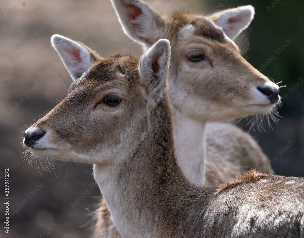 Portrait with a blurred background of two fallow deer cows